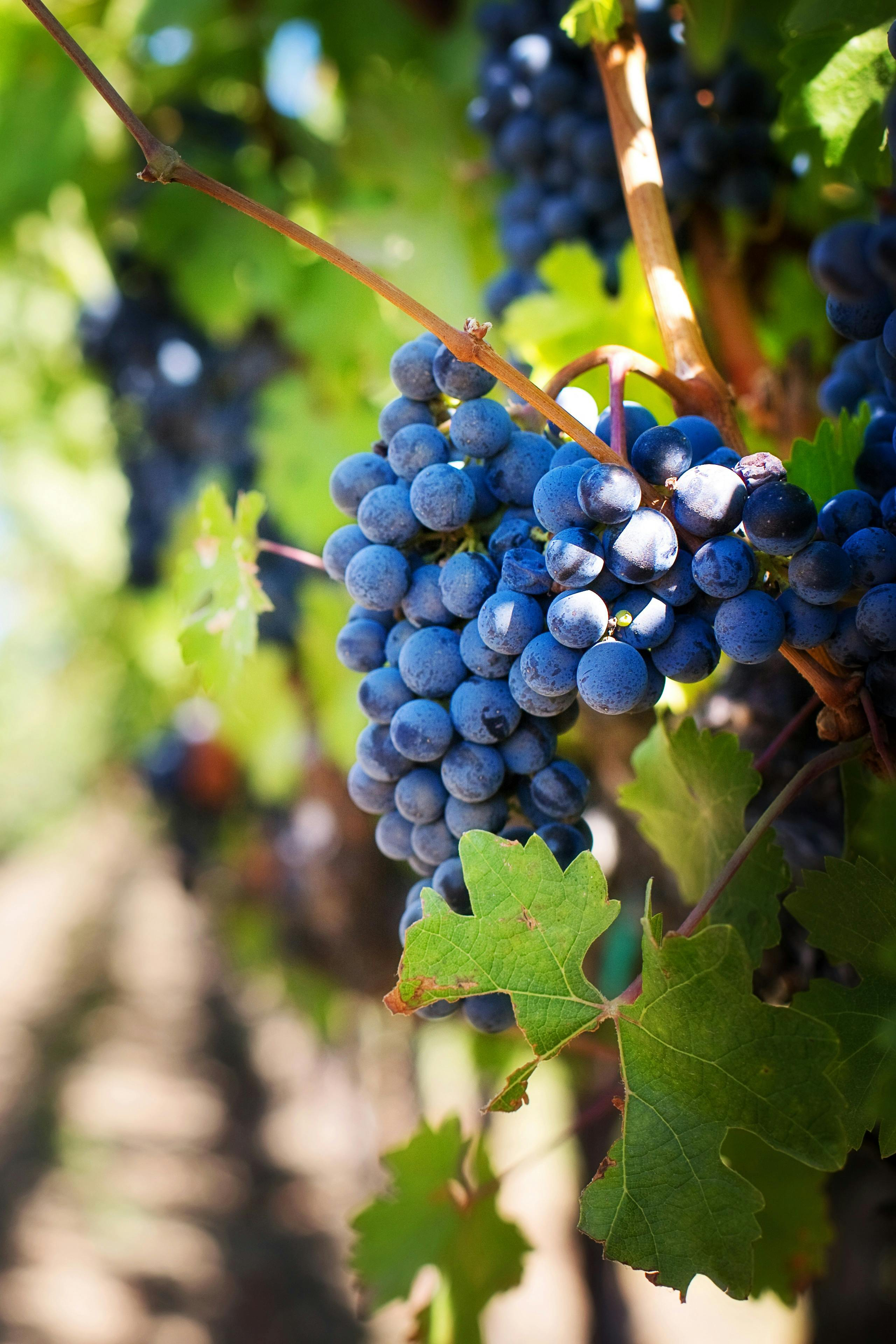 The best 5 tools for wine agents