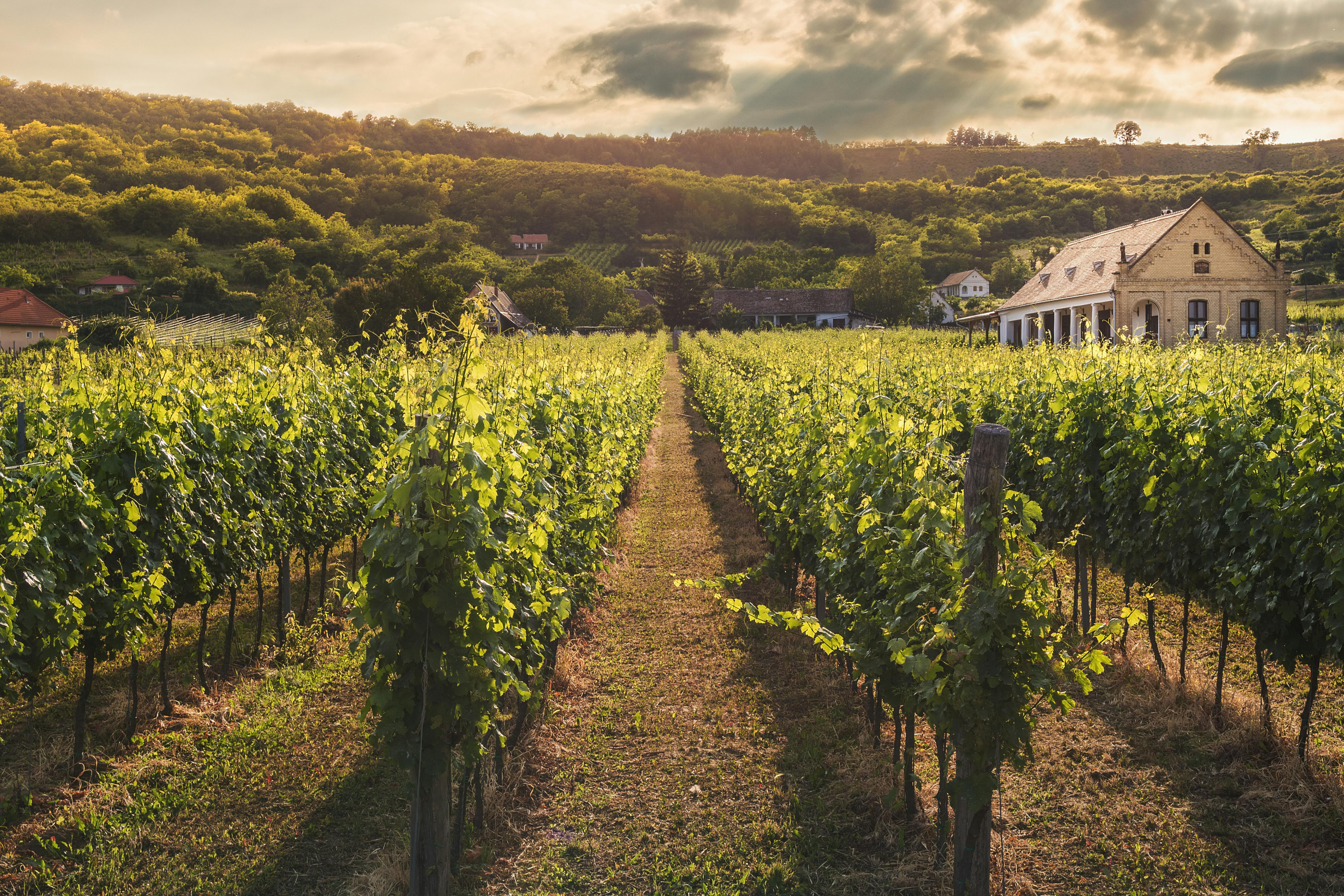 3 key features to look for in wine sales software