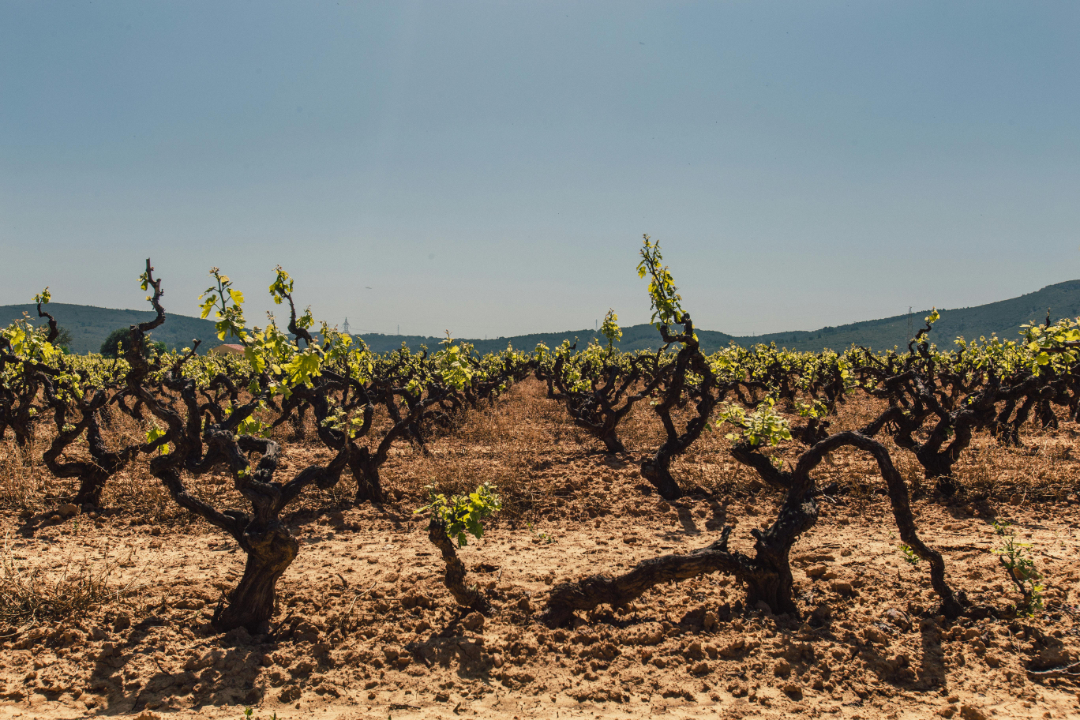 Cómo los representantes de ventas de vino pueden ahorrar al menos un día a la semana
